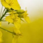 China&rsquo;s Ministry of Commerce said on Saturday that its probe determined that imported canola from Canada involved dumping and harmed China&rsquo;s domestic rapeseed industry, however it still proceeded to lower tariffs. Photo: Getty Images Plus
