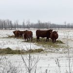 Surviving the Chill: High-energy diets key to calving success