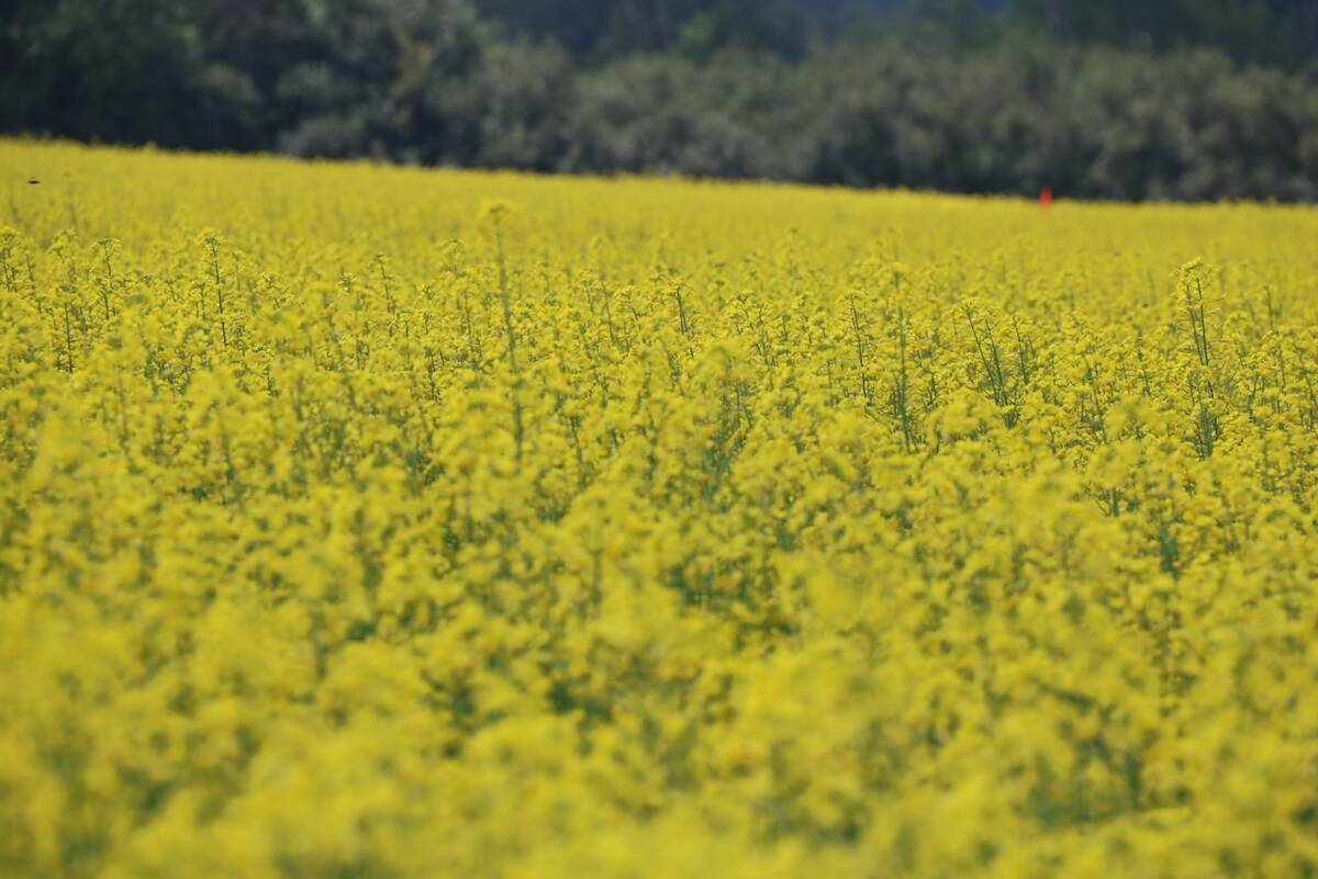 IGC raises wheat crop outlook on India, Romania upgrades