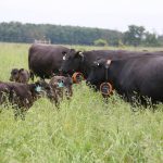 Improved fertility key to boosting pasture productivity, specialist says