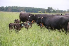 This group of cows at Grazing Meadows Wagyu is controlled by a virtual fence.