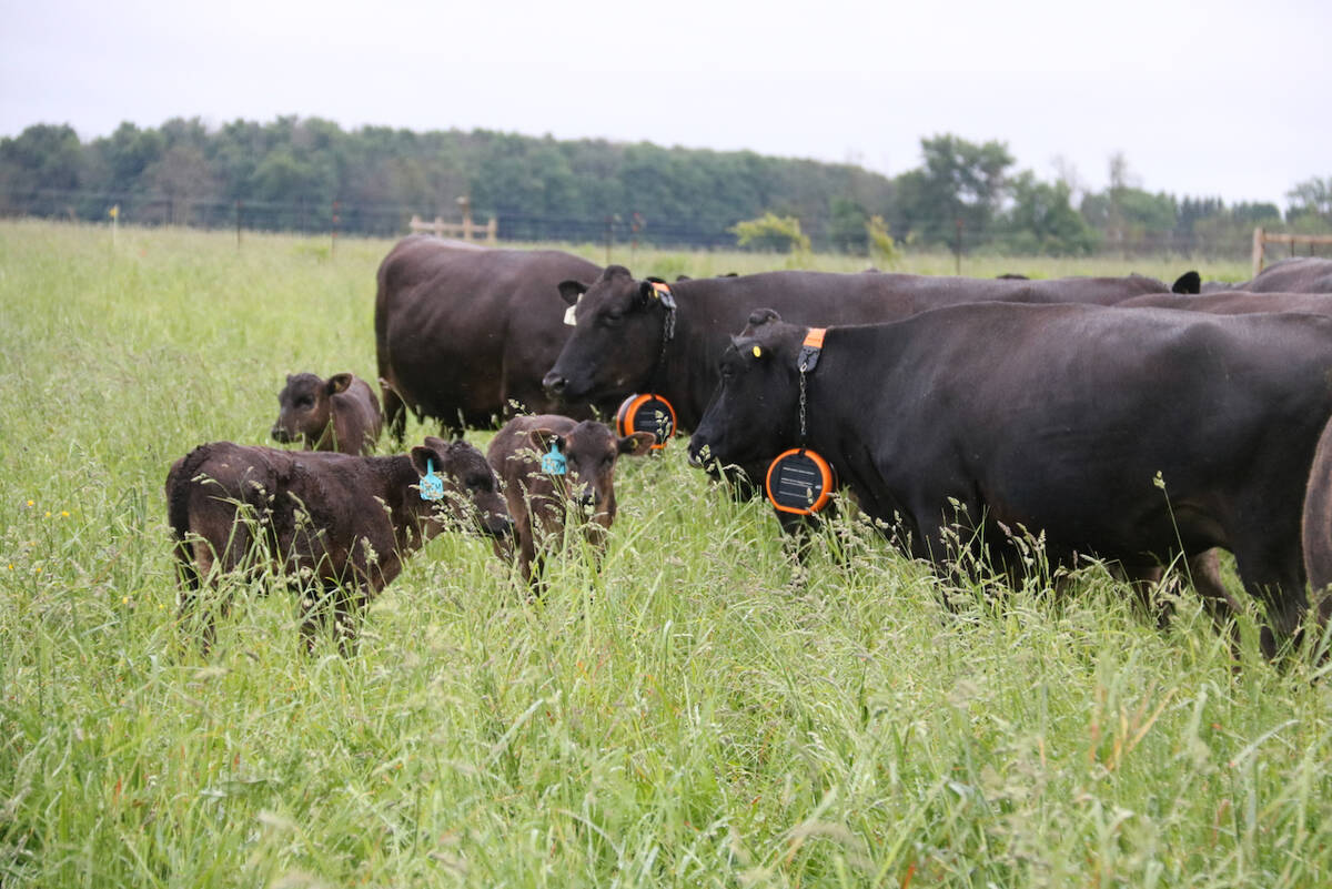 This group of cows at Grazing Meadows Wagyu is controlled by a virtual fence. 