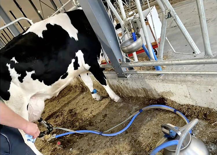 Dr. Jodie Wallace's Anderson Farms Silverstream Holsteins calving pens allow cows to lick and bond with a calf in the  &ldquo;cuddle box&rdquo;  while being milked pen-side, reducing stress for both animals. Photo: Dr. Jodie Wallace.