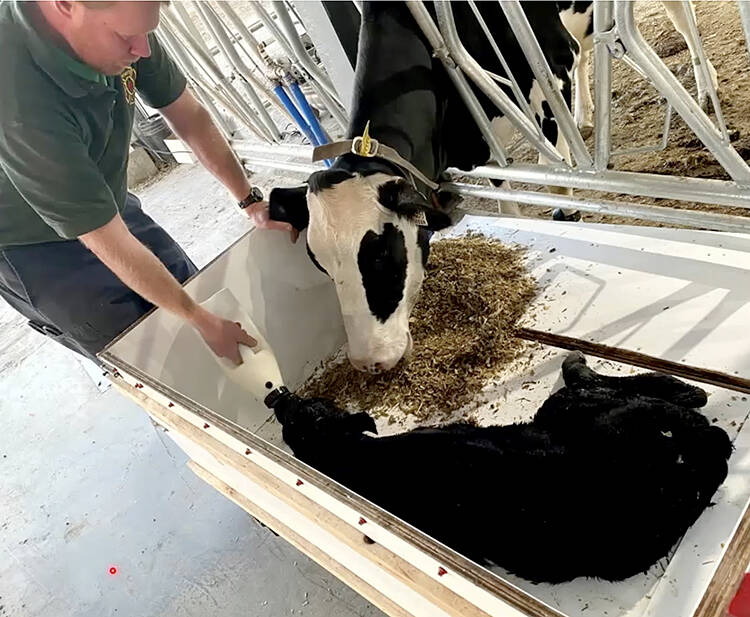 The &ldquo;cuddle box&rdquo; at Dr. Jodie Wallace's Anderson Farms Silverstream Holsteins allows cows to lick and bond with a calf while being milked at the calving pen and the calf receives colostrum, before it transports the calf to the "sauna" where it's hair coat is dried and it is paired with another calf. Photo: Dr. Jodie Wallace