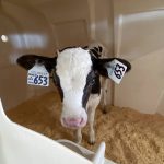 Plan toward better calves for healthier, more profitable dairy herds