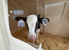Less than a week old, this heifer calf was a massive draw at Roy-A-Lea Farms during Farm and Food Care Ontario's Fall farm tour on Oct. 3, 2024. Photo: Diana Martin