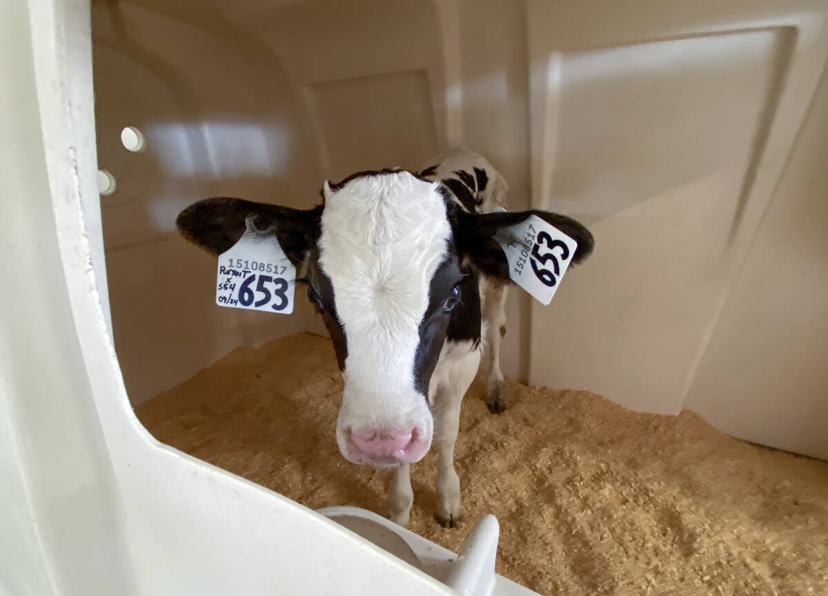 Less than a week old, this heifer calf was a massive draw at Roy-A-Lea Farms during Farm and Food Care Ontario's Fall farm tour on Oct. 3, 2024. Photo: Diana Martin 