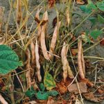 White mould control requires flexible timing under Prairie conditions