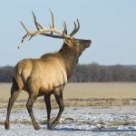 Manitoba Beef Producers take aim at elk surge, feed losses from wildlife
