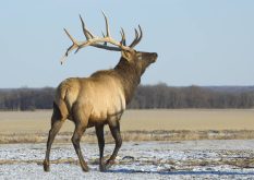 Bull Elk just outside Riding Mountain National Park, Manitoba.  November 2006.