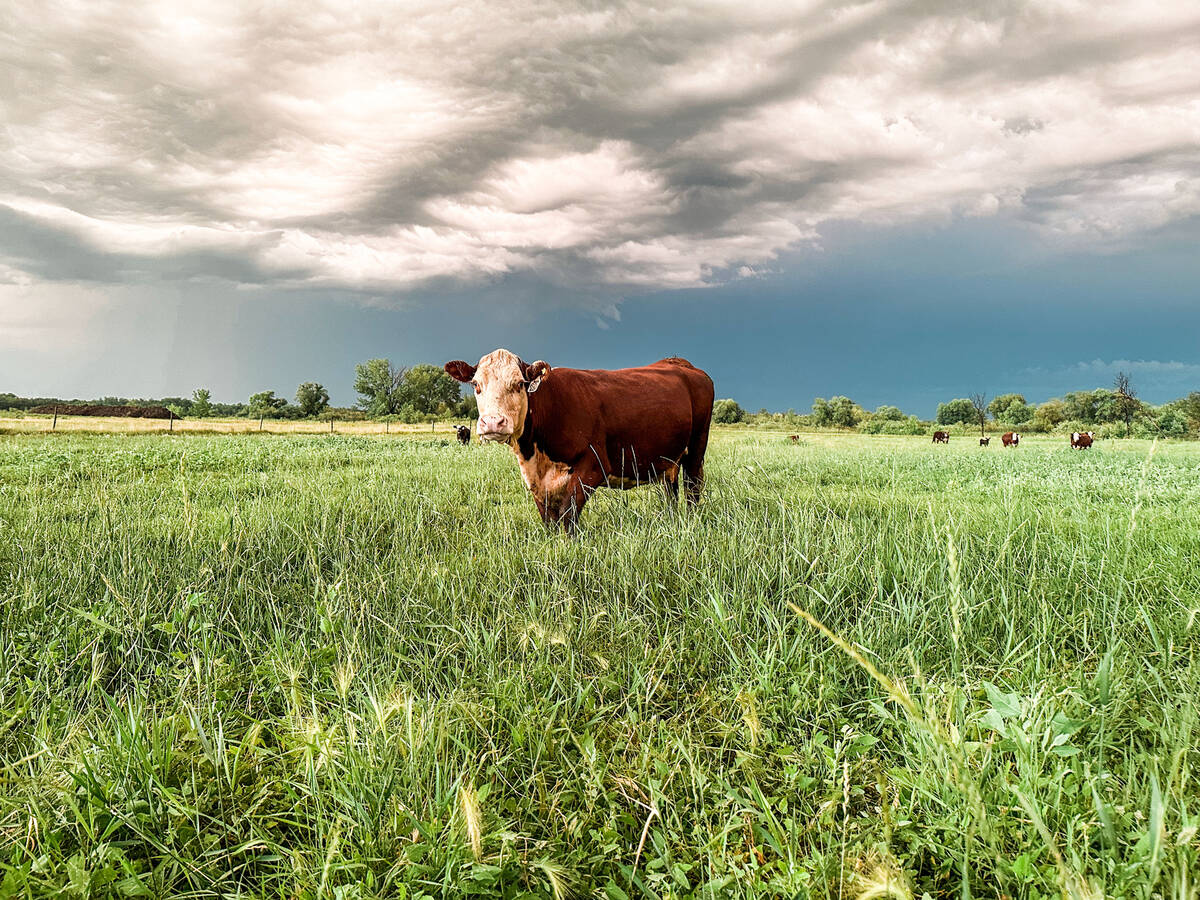 Manitoba’s beef producer organization hopes to see a “settled and consistent” plan on Crown lands. Photo: Faye Fossay/iStock/Getty Images