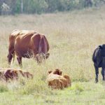 Cows and older calves graze fall pasture in central Manitoba, Oct. 4, 2024. Photo: Alexis Stockford