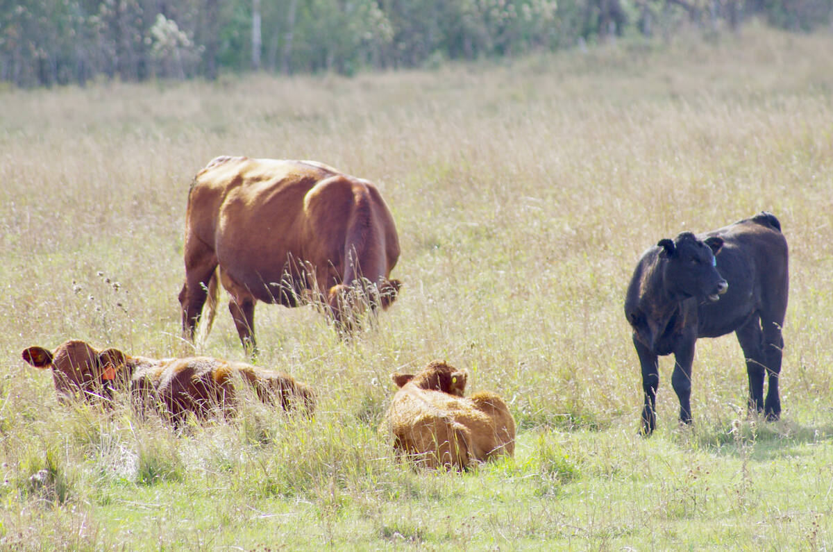 Cows and older calves graze fall pasture in central Manitoba, Oct. 4, 2024. Photo: Alexis Stockford