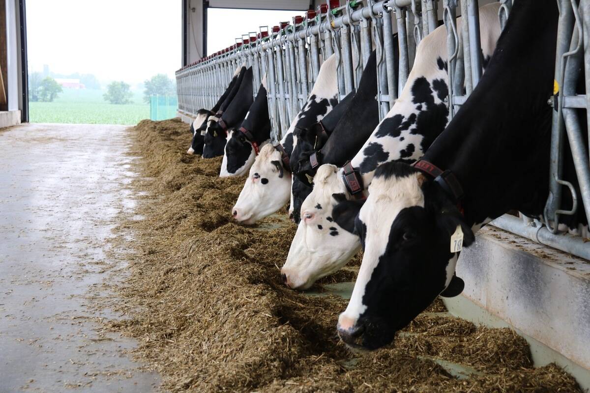 Neogen Corp is a leader in U.S. beef and dairy genomics and uses cutting-edge technology for highly accurate scalable genetic testing, according to a news release from the two companies. Photo: John Greig
