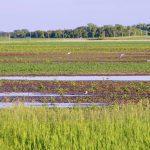 Gulls take advantage of standing water in fields east of Miami in south-central Manitoba June 19, 2024, the result of persistent rain. Photo: Alexis Stockford