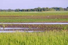 Gulls take advantage of standing water in fields east of Miami in south-central Manitoba June 19, 2024, the result of persistent rain. Photo: Alexis Stockford