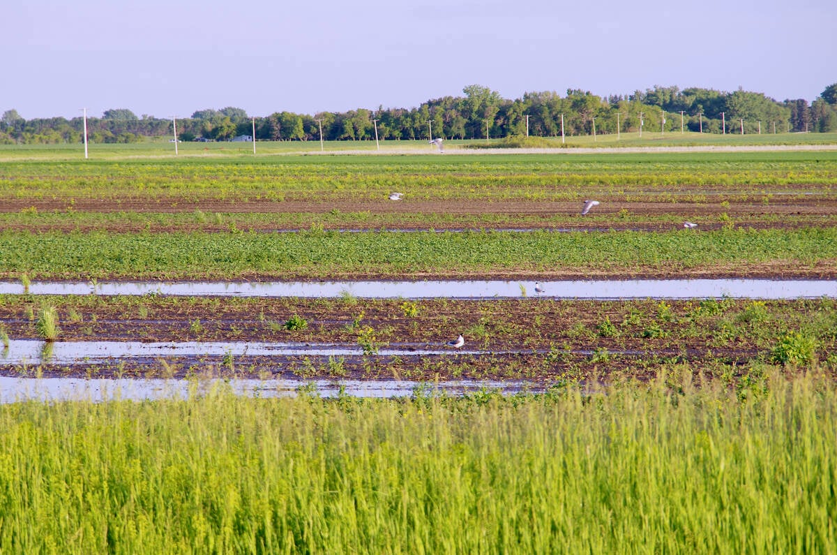 Gulls take advantage of standing water in fields east of Miami in south-central Manitoba June 19, 2024, the result of persistent rain. Photo: Alexis Stockford