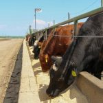 Calves in the feedlot: Feed additives to beat out coccidiosis