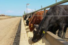 Cattle in an Alberta feedlot, 2023. Photo: Geralyn Wichers