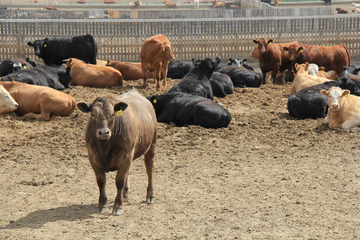 Coccidiosis can throw a wrench in feedlot operations, and smaller farms may face unique challenges if trying to prevent the issue with ionophore products. Photo: Lisa Guenther