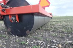 A land roller passes over very young soybeans early in the growing season. New research suggests a short post-emergence window where rolling can be done with less risk. Photo: MPSG