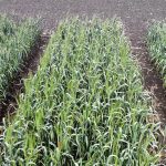 This wheat plot was seeded March 29 near Edmonton, and the photo was taken on June 15. The flag leaves are fully out and heads are emerging in time for the summer solstice.  Most leaf area is out earlier and head fill also starts earlier under cooler growing conditions with ultra-early wheat.  |  Graham Collier photo