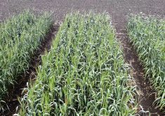 This wheat plot was seeded March 29 near Edmonton, and the photo was taken on June 15. The flag leaves are fully out and heads are emerging in time for the summer solstice.  Most leaf area is out earlier and head fill also starts earlier under cooler growing conditions with ultra-early wheat.  |  Graham Collier photo