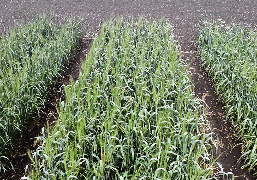 This wheat plot was seeded March 29 near Edmonton, and the photo was taken on June 15. The flag leaves are fully out and heads are emerging in time for the summer solstice.  Most leaf area is out earlier and head fill also starts earlier under cooler growing conditions with ultra-early wheat.  |  Graham Collier photo