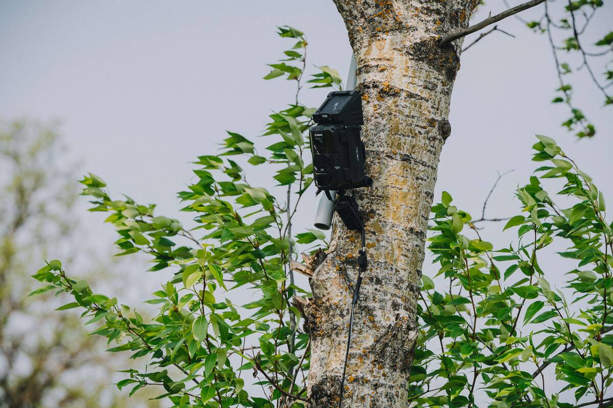 A trail camera set up to capture wild pig movement in Manitoba. Photo: Squeal on Pigs