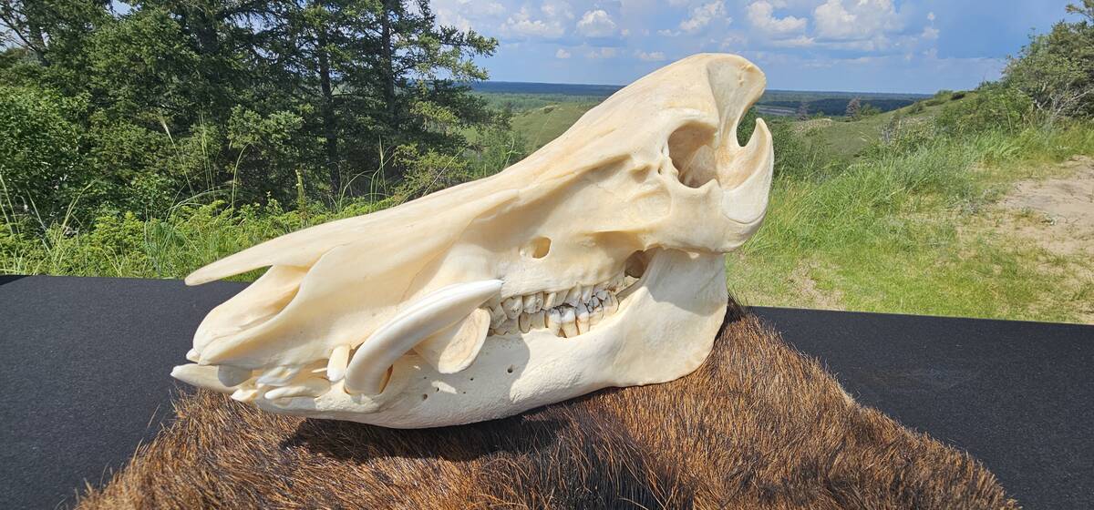 A wild pig skull. Photo: Squeal on Pigs