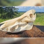 Manitoba gaining ground on wild pigs