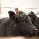 Cattle being sold at the Gladstone Auction Mart in Gladstone, Manitoba, on October 28, 2025. Photo: File
