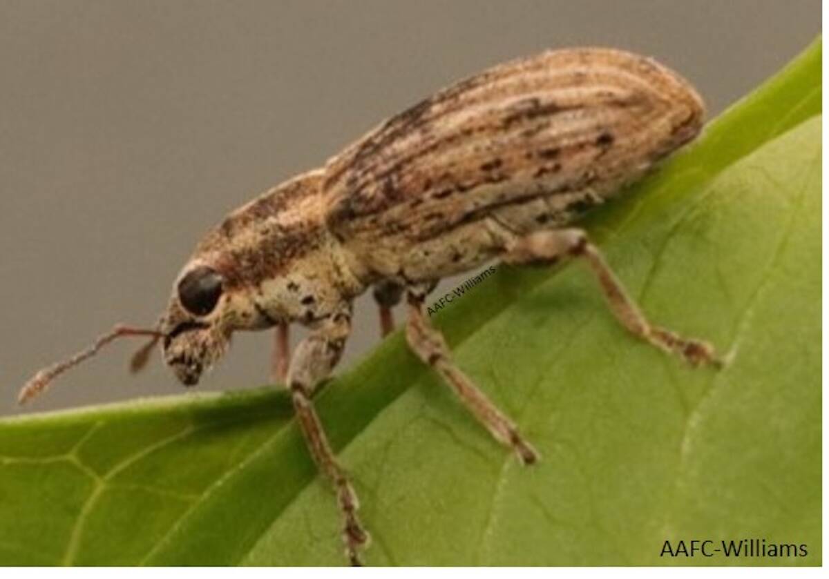 Pea leaf weevil (Sitona lineatus), an early-season pest whose range and feeding pressure have increased in parts of the Prairies. Photo: AAFC-Williams