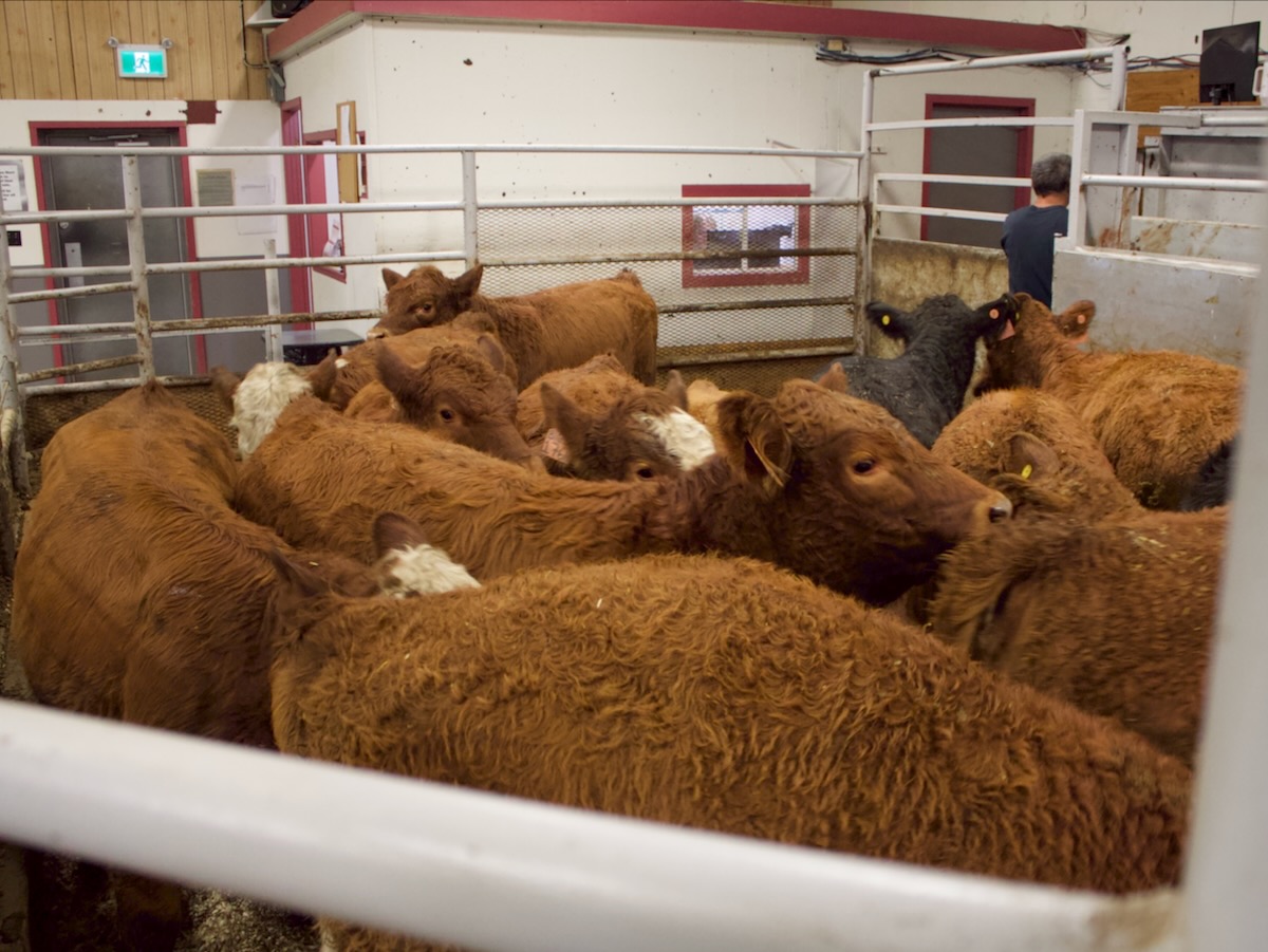 brown cattle for sale at gladstone manitoba auction market 2025. Pic: Greg Berg