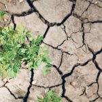 drought soil
