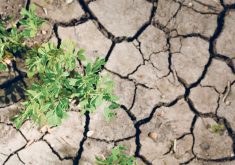 drought soil