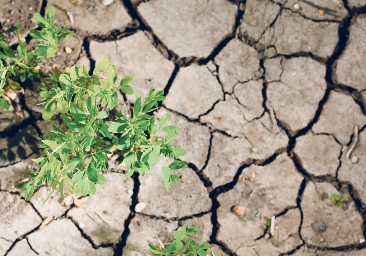 drought soil