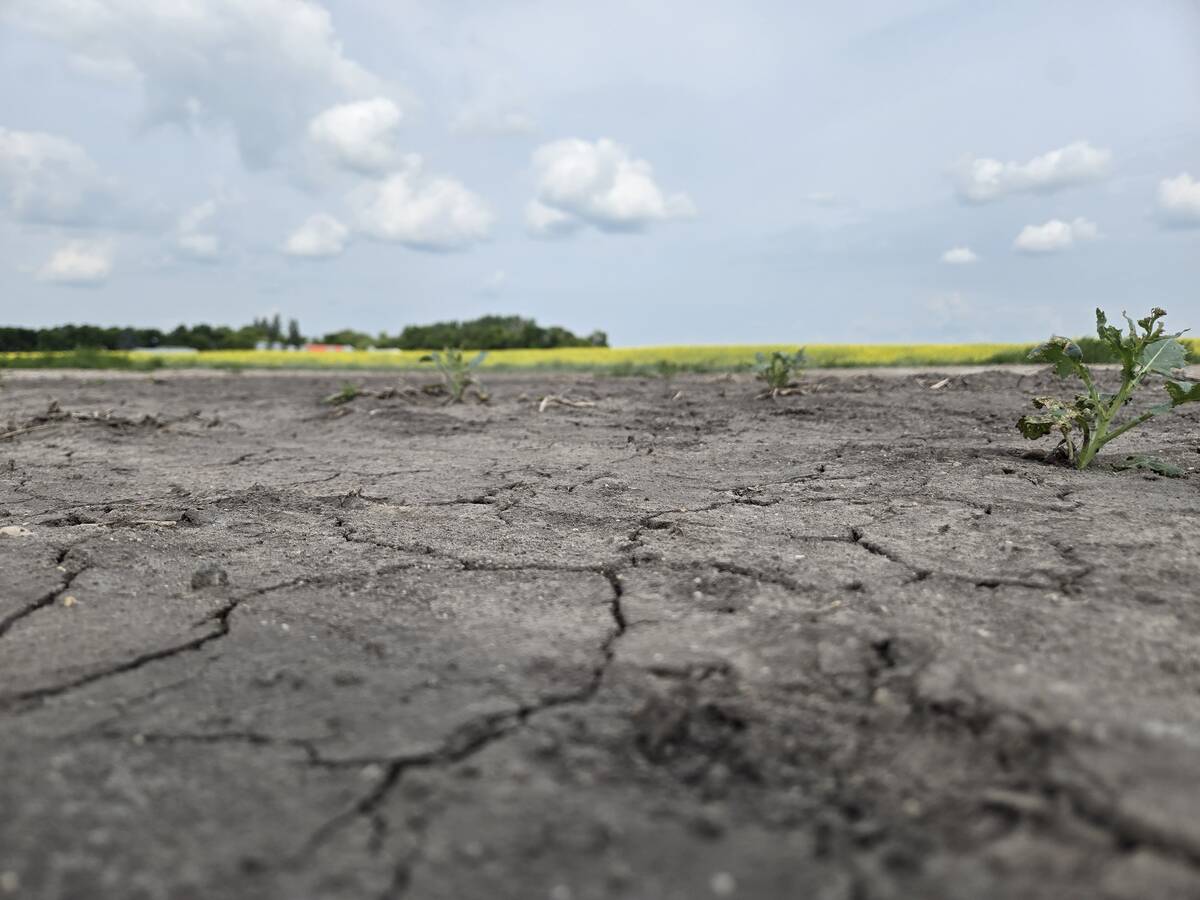 Dry conditions in the first half of the 2025 growing season created a patchwork of crop conditions across Manitoba, with some fields thriving while others struggled. Photo: Miranda Leybourne
