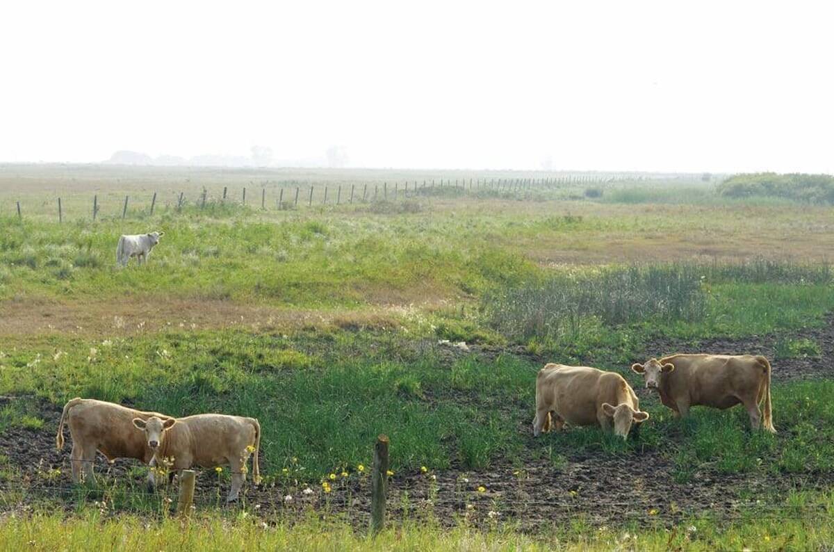Cattle search for forage in low areas in southwestern Manitoba during the dry summer of 2019. Prairie producers have had several years dealing with drought in the last decade. Photo: FILE