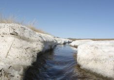 Spring runoff flows between melting snowdrifts in a ditch on the Prairies. Photo: File