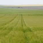 Wheel tracks in a controlled traffic farming barley field