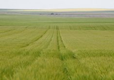Wheel tracks in a controlled traffic farming barley field