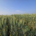 Wheat varieties on display at Agriculture and Agri-Food Canada research plots outside Brandon on Aug. 7, 2025. Photo: Miranda Leybourne