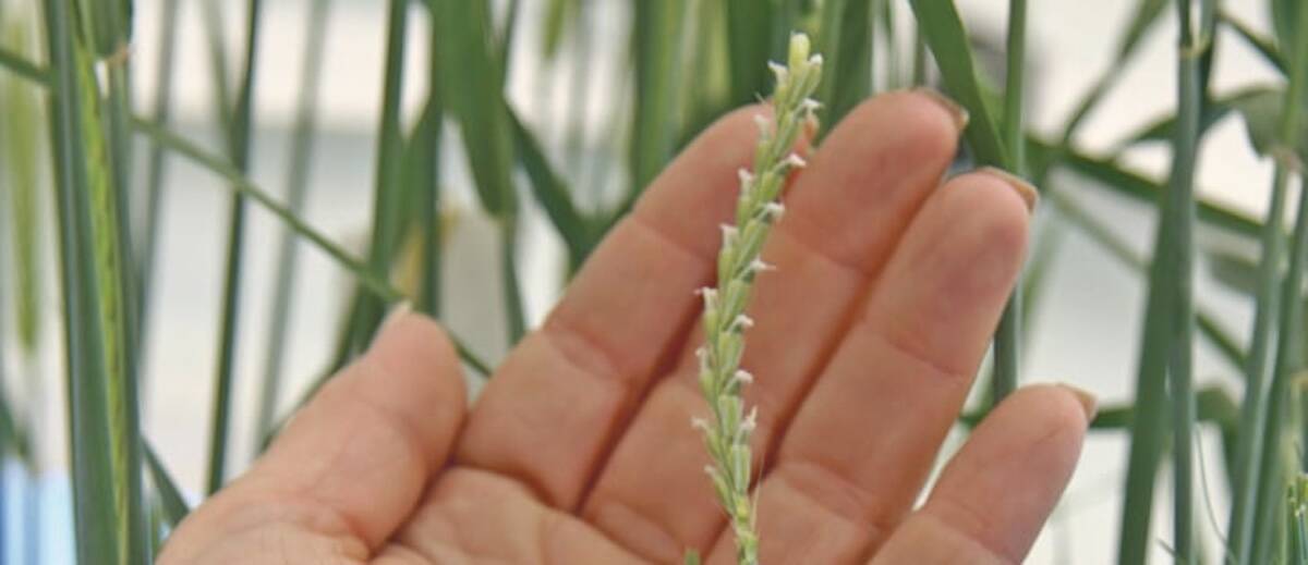 Crop field representing Canada's public crop breeding system
