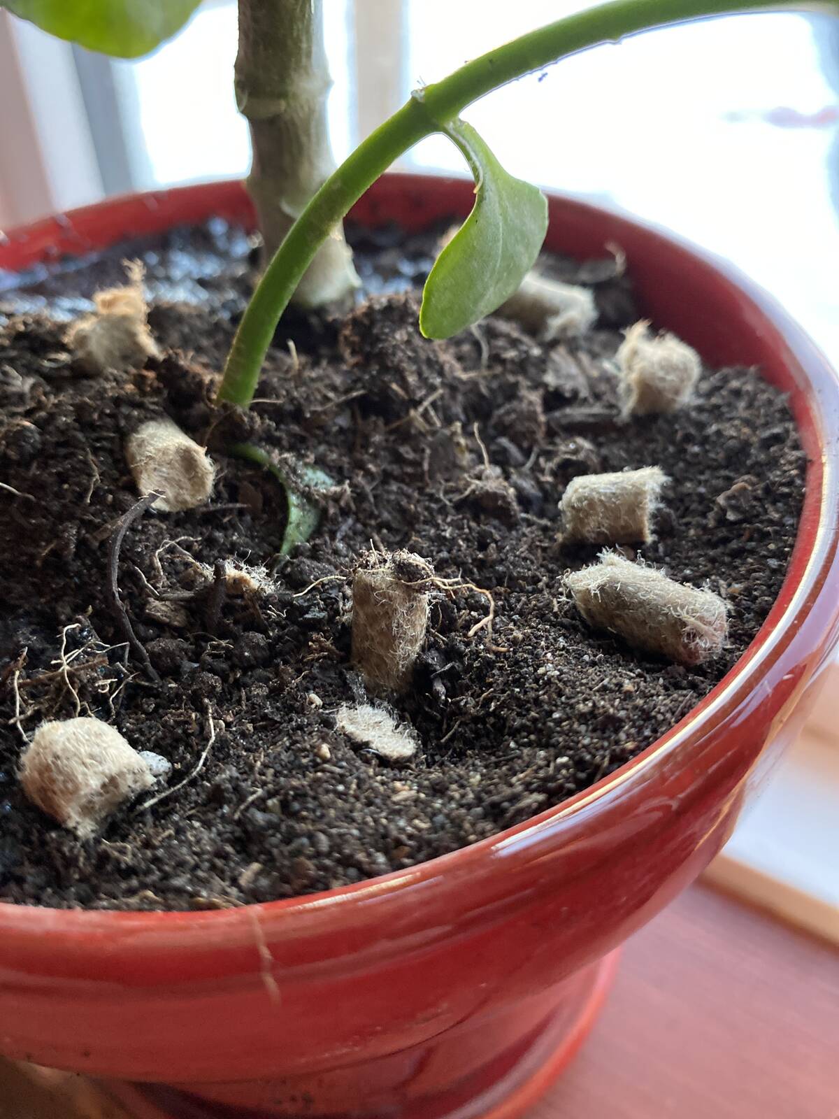 Wool pellets mixed into the soil and used as fertilizer. Photo: Anna Hunter