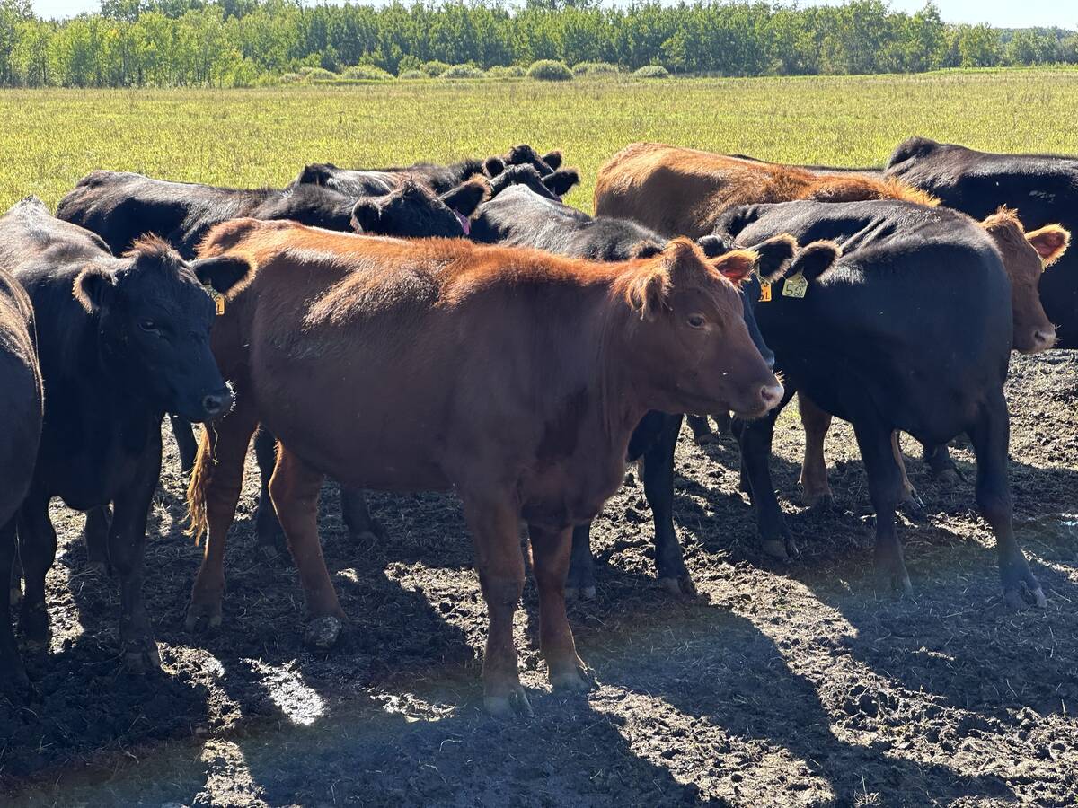 Yearling heifers on pasture near Anola, Man. Photo: Don Norman