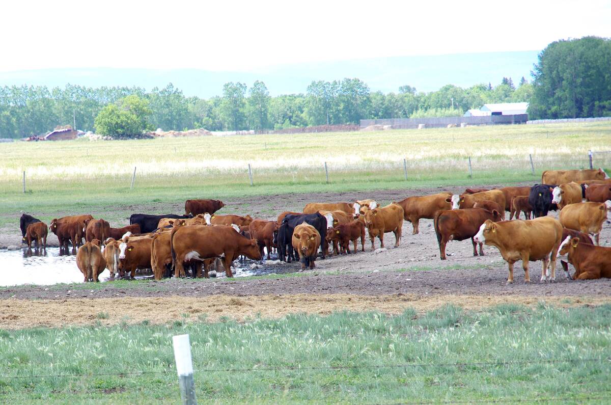 Cattle drink out of a low dugout in northwest Manitoba during dry conditions in 2019. Photo: Alexis Stockford