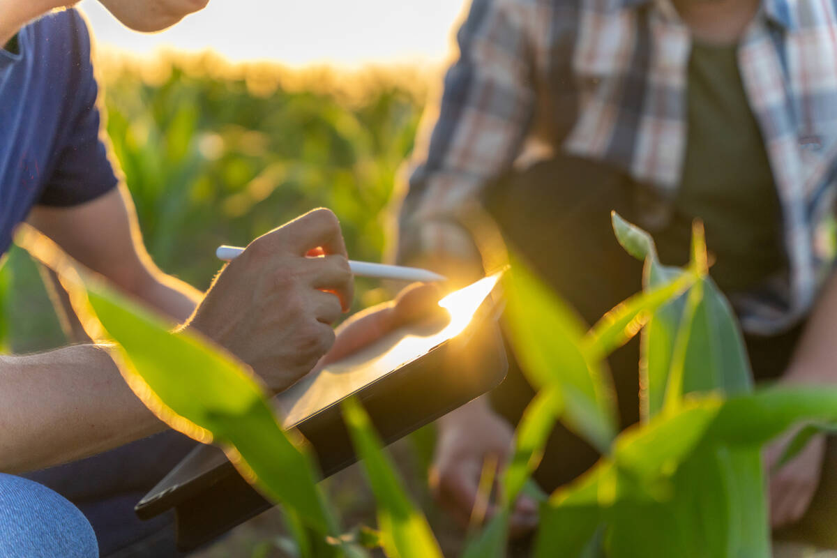 Agriculture students reviewing data on a tablet in a crop field