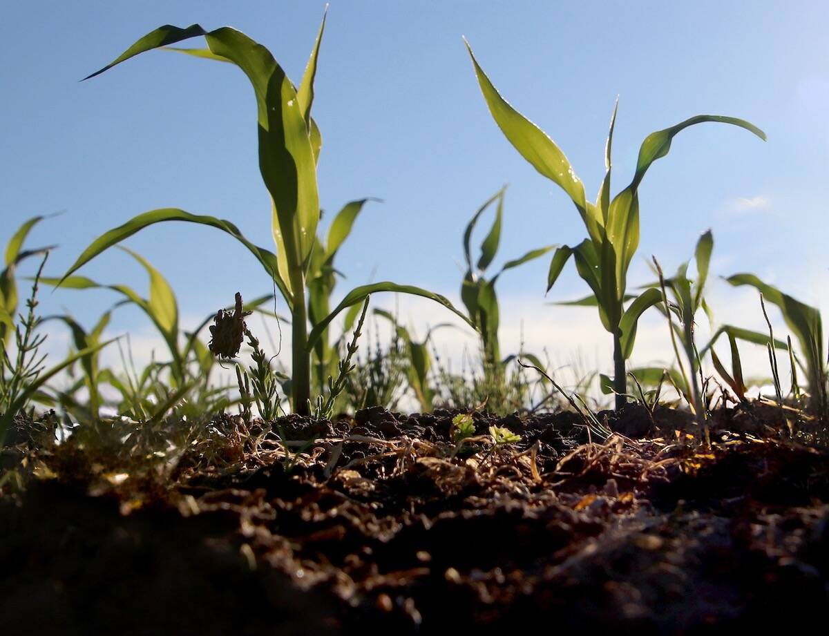 Green stocks growing in thick layer of soil showing organic matter affecting nitrogen mineralization.