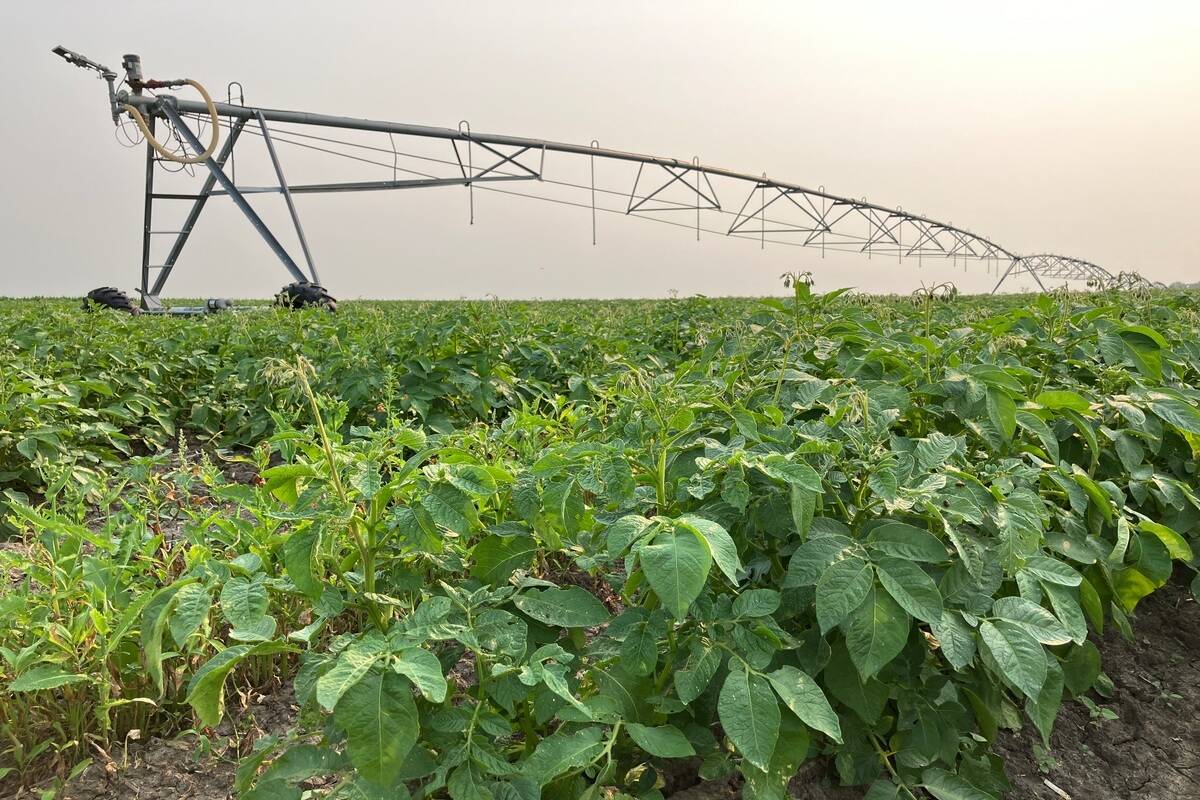 Irrigation pivot on Manitoba potato field used for fertilization.